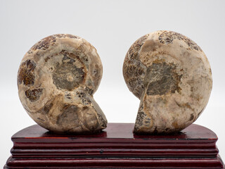 アンモナイトの背面（裏面）