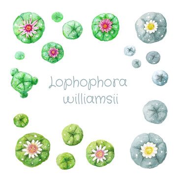 Set of various colored flowering watercolor hand drawing peyote Lophophora williamsii cactus on white background

