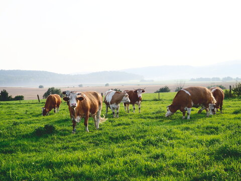 herd of simmental cows on a green summer pasture in the mountains
