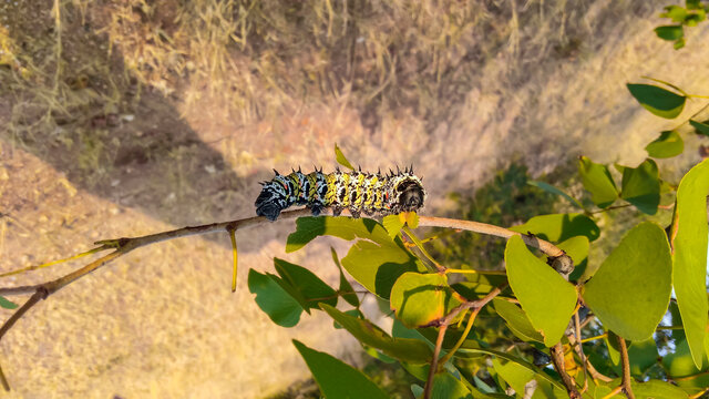 Mopane caterpillar on the branch of the mopane tree feeds on the leaves.