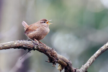 Winter Wren