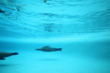 Seehund unter Wasser
