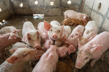 .Piglets are scrambling to eat food in a pig farm.