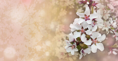 Amazing, spring nature with a background of cherry cherry blossoms blooming white