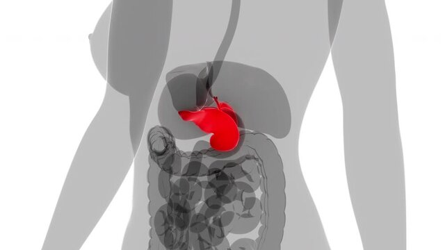Human Internal Organs Pancreas with Gallbladder Aantomy Animation Concept