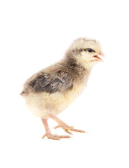 Little chicken isolated on white
