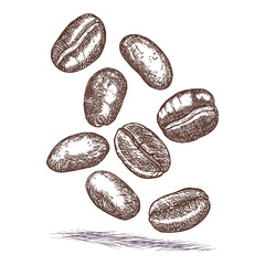 Coffee beans. Vector sketch hand drawn in ink. Outlines isolated on white background. Freehand drawing of selected grains for a coffee cup.