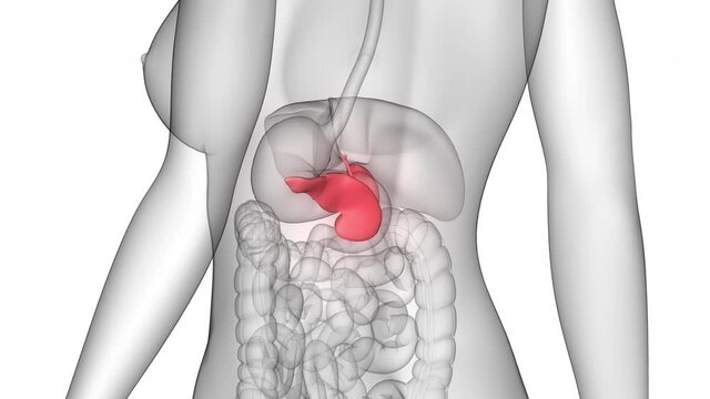Human Internal Organs Pancreas with Gallbladder Aantomy Animation Concept