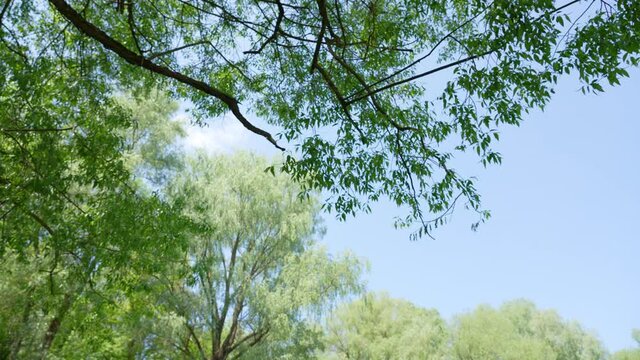 4k stock video footage of many different old spring green trees growing outside in forest. Branches with fresh young green foliage isolated on sunny clear blue sky background