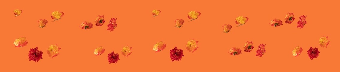 fresh orange and yellow illuminating roses on the orange background. abstract art. creative decoration minimal background idea with copy space