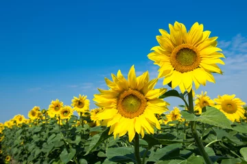 Gardinen Sunflower field with cloudy blue sky © Pakhnyushchyy