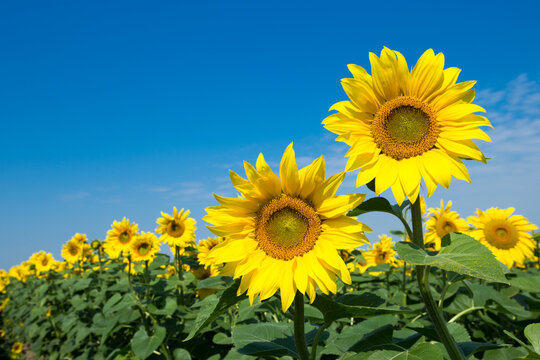 Sunflower field with cloudy blue sky