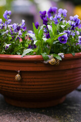 Small garden snails on flowerpot in garden