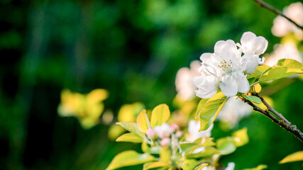 Blooming apple trees in the spring garden in the sun