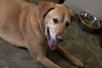 An older Labrador Retriever with a graying face laying on the floor of the home, tired after a day of playing with children and family.