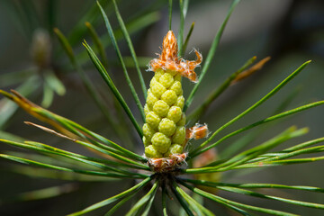 pinus resinosa. young tender cones on a pine branch in the forest. Closeup of Red Pine, Pinus...