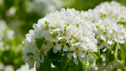 pear flowers. blooming tree in the garden. white delicate flowers and green and young leaves. Springtide. Branches of flowering pears on a green background. close-up. pear in the forest