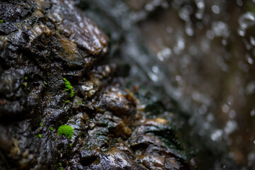 Beautiful bright green moss growing on rock walls, waterfalls, and on-ground in moist forests. Selective focus moss in nature for wallpaper and copy space.