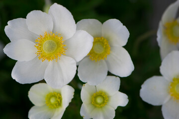 Anemone sylvestris. delicate flowers in the garden, in the flowerbed. floral background. beautiful delicate Anemone sylvestris. white flowers on a natural green background. close-up