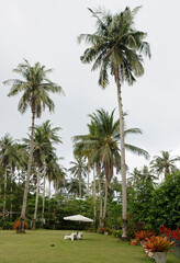 Coconut palms on the coconut island