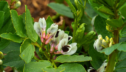 Close up of flowering broad bean (Vicia faba)
