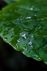 water drops on leaf in a garden or forest, llovizna sobre una hoja en el jardín o bosque