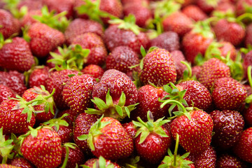 Strawberry red berries closeup. Fresh strawberries