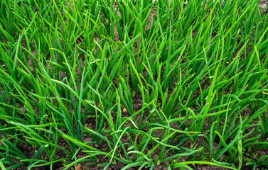 Close up of onions growing
