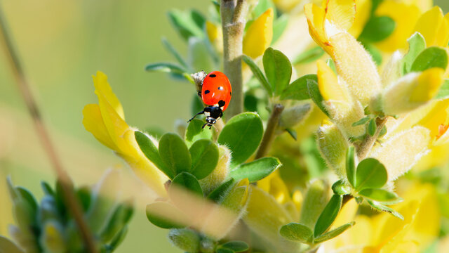 ladybug on a Chamaecytisus ratisbonensis. yellow flowers and green leaves on a plant branch. floral natural background. nature in spring. Honey plants Ukraine. red beetle collects nectar, close-up