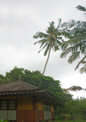 Fototapeta na wymiar Coconut palms on the coconut island