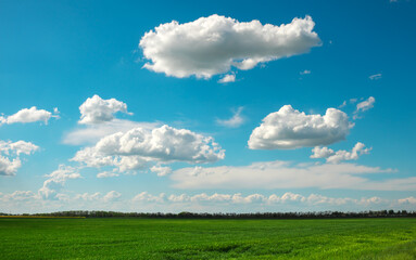 Green field and blue sky with white clouds
