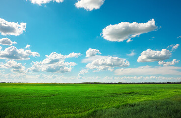 Green field and blue sky with white clouds