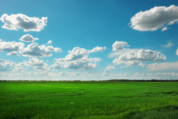 Green field and blue sky with white clouds