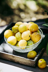 Petites prunes jaune reine-claude fraichement cueillies au jardin