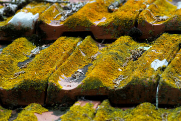 Detail of roof tiles covered with yellowish moss.