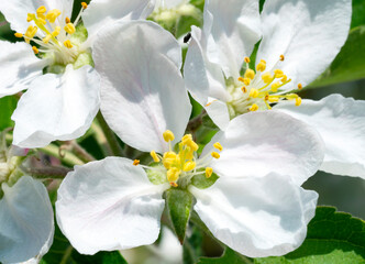 Fragrant flowering branch of apple tree in spring