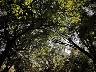 Fototapeta premium trees in the forest