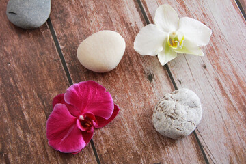 natural orchid flowers and grey stones