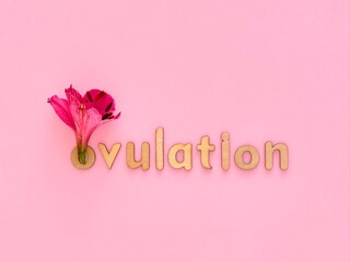 Word Ovulation with wooden letters on pink background, Alstroemeria flower