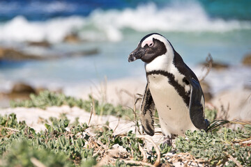 Obraz premium Close up of an African penguin, Boulders national Park, South Africa