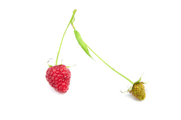 Fresh raspberry fruit on stem with green leaf isolated on white background