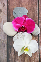 natural orchid flowers and grey stones