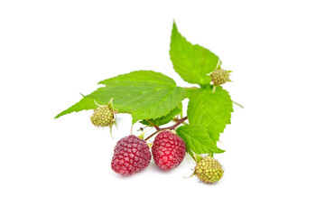 Raspberries with green leaves isolated on white background. Heap of red raspberries, sweet summer berries