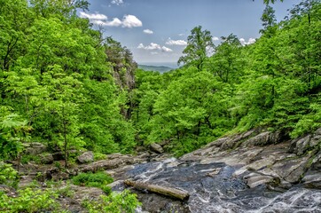 forest in the mountains