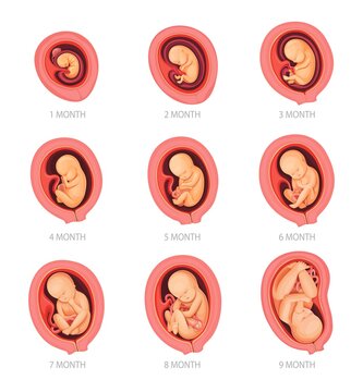 Human embryo development stages, pregnancy and fetus body growth calendar. Embryo in womb, placenta and uterus. Human biology, physiology and reproduction, medicine and prenatal health infographics