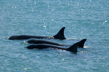 Obraz premium Orca family patrolling the coast, Peninsula valdes, Patagonia Argentina