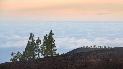 Pine trees above the clouds in rock desert landscape at sunrise