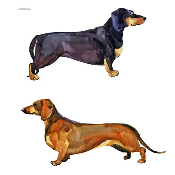 Dachshund. watercolor hunting dog breed clipart