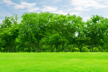 Green lawn with tall trees, bright sky at morning.