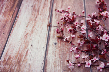natural pink cherry blossoms on wooden background